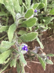 Anchusa aggregata