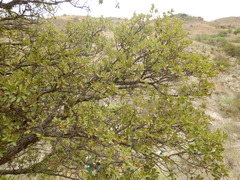Quercus toumeyi