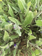 Anchusa aggregata