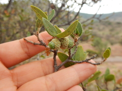 Quercus toumeyi