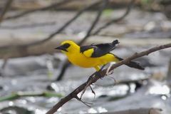 Gymnomystax mexicanus