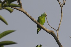 Brotogeris sanctithomae