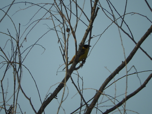 Black-headed Bunting