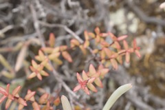 Crassula subaphylla