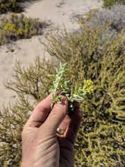 Coulterella capitata