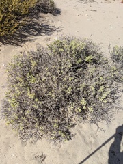 Coulterella capitata