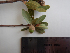 Quercus toumeyi