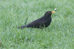 Turdus merula