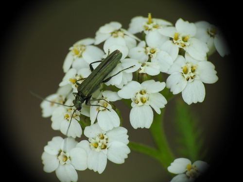 Oedemera lurida, Laren, Nederland, photo 5 of 10