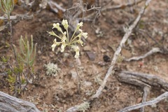 Pelargonium luteolum
