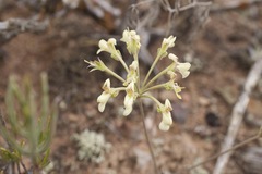 Pelargonium luteolum