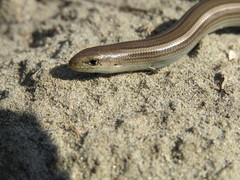 Chalcides chalcides