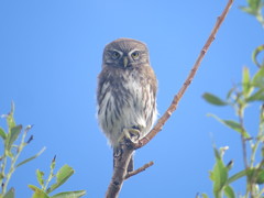 Glaucidium nana