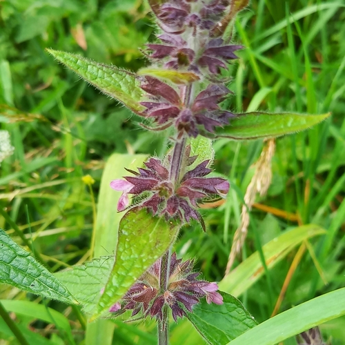 čistec alpínsky (Stachys alpina)