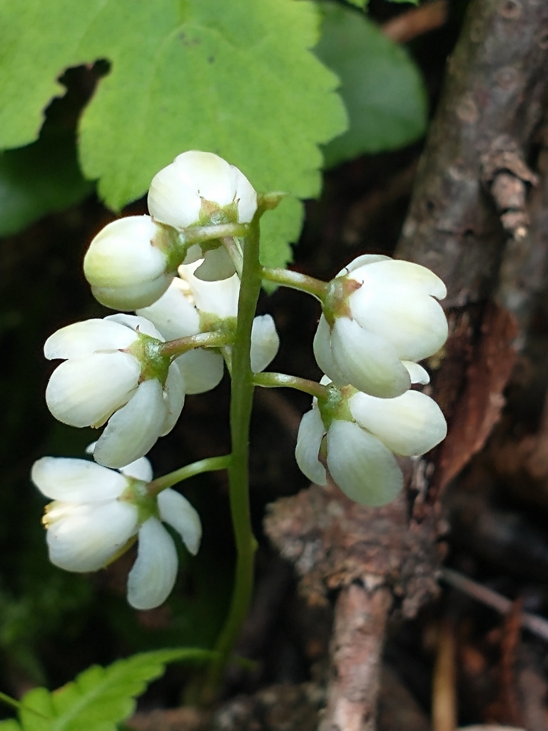 shinleaf