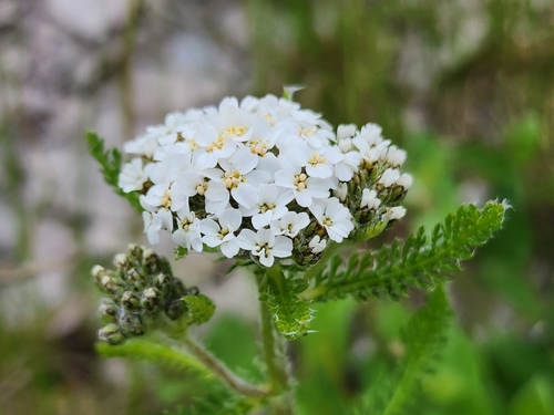 Image of Achillea borealis by (c) Étienne Léveillé-Bourret, some rights reserved (CC BY)