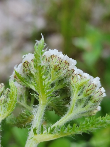 Image of Achillea borealis by (c) Étienne Léveillé-Bourret, some rights reserved (CC BY)