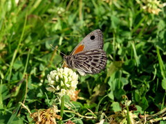 Argyrophorus argenteus
