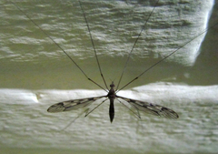 Tipula