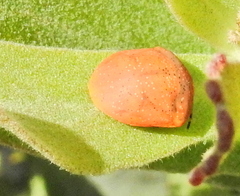 Steganocerus multipunctatus
