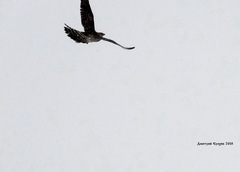 Accipiter gentilis