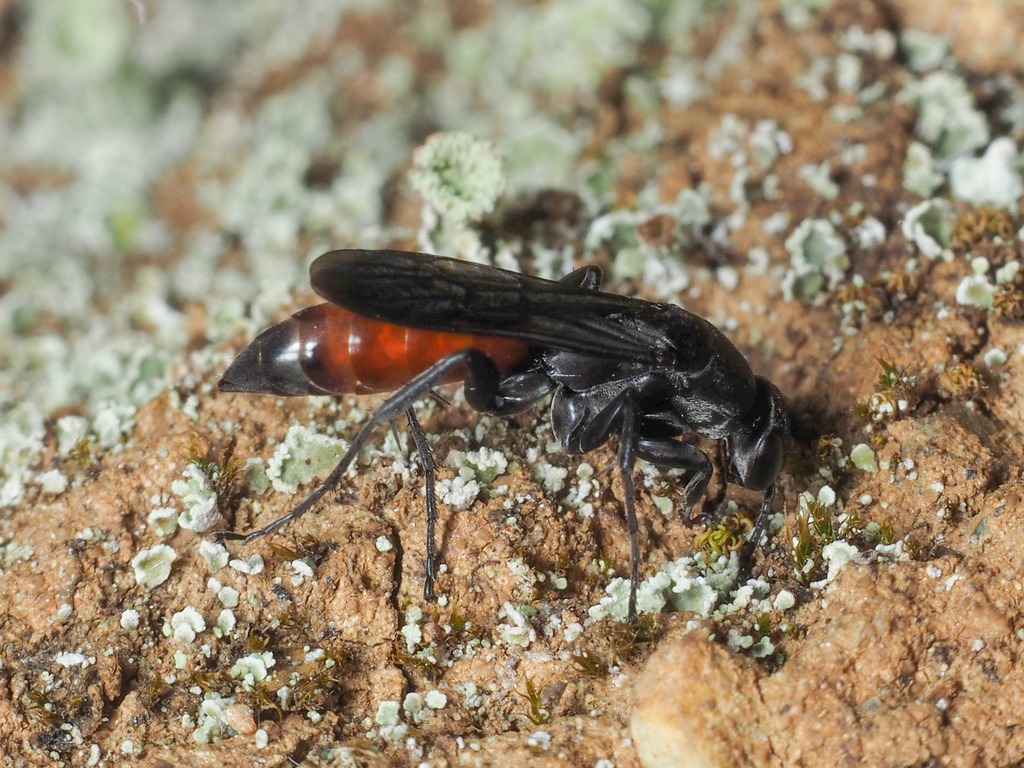 Aporus bicolor