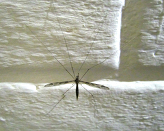Tipula
