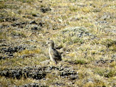 Oreopholus ruficollis