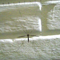Tipula
