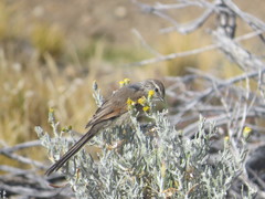 Leptasthenura aegithaloides