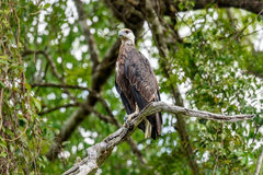 Haliaeetus vociferoides