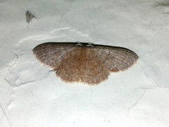 Pleuroprucha