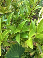 Magnoliopsida