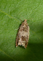 Ancylis achatana