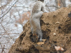 Sciurus carolinensis