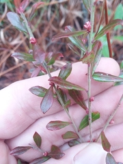 Vaccinium darrowii