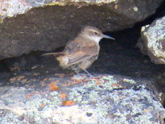 Ochetorhynchus ruficaudus