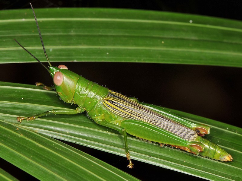 Enoplotettix