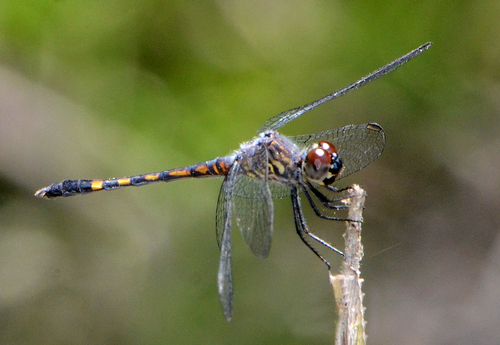 Seaside Dragonlet