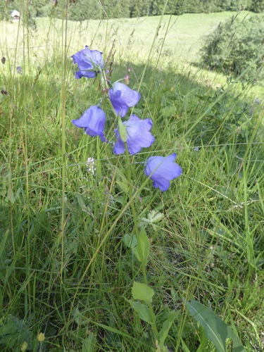 Image of Campanula rhomboidalis by (c) Susan Murphy, some rights reserved (CC BY)