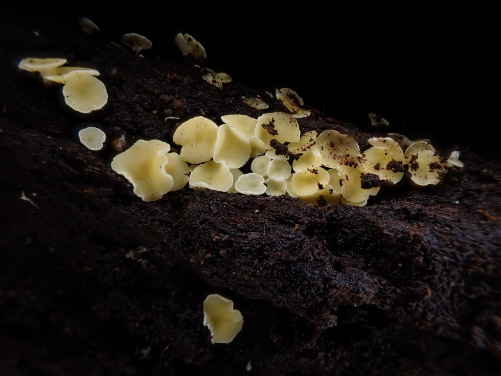 Pezizas, Desert Truffles, and Allies from O'Reilly QLD 4275, Australia on July 5, 2023 at 0839