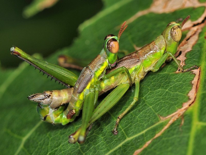 Bushhoppers