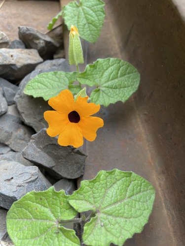 Thunbergia alata image