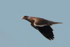 Patagioenas corensis