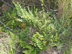 Pellaea pteroides