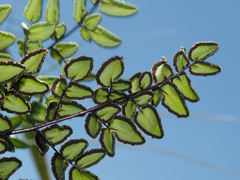 Pellaea pteroides