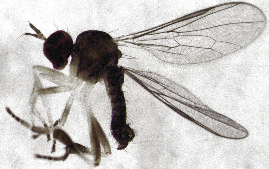 Oropezella diminuloruma