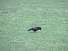 Corvus corone