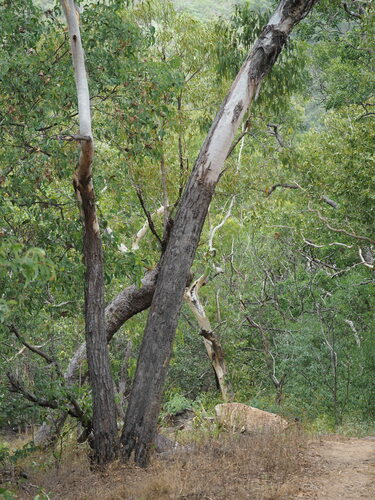 Cape York Red Gum (Eucalyptus brassiana)