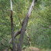 Eucalyptus brassiana - Photo 由 Jon Luly 所上傳的 (c) Jon Luly，保留部份權利CC BY-NC